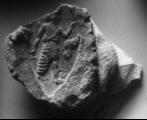 seal impression on clay (Legrain 760)