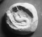 seal impression on clay (Legrain 828)